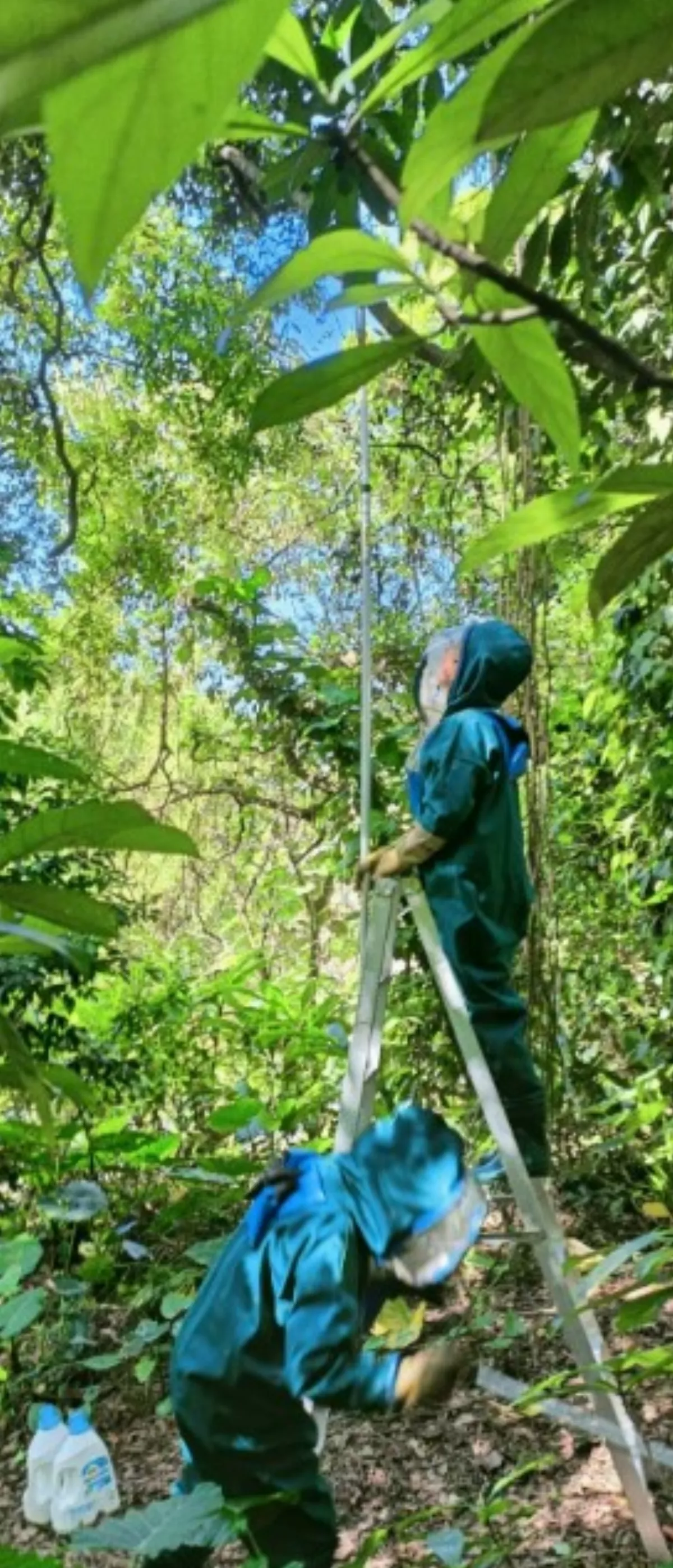 沒冬眠時間　新北近2年虎頭蜂數量變多 